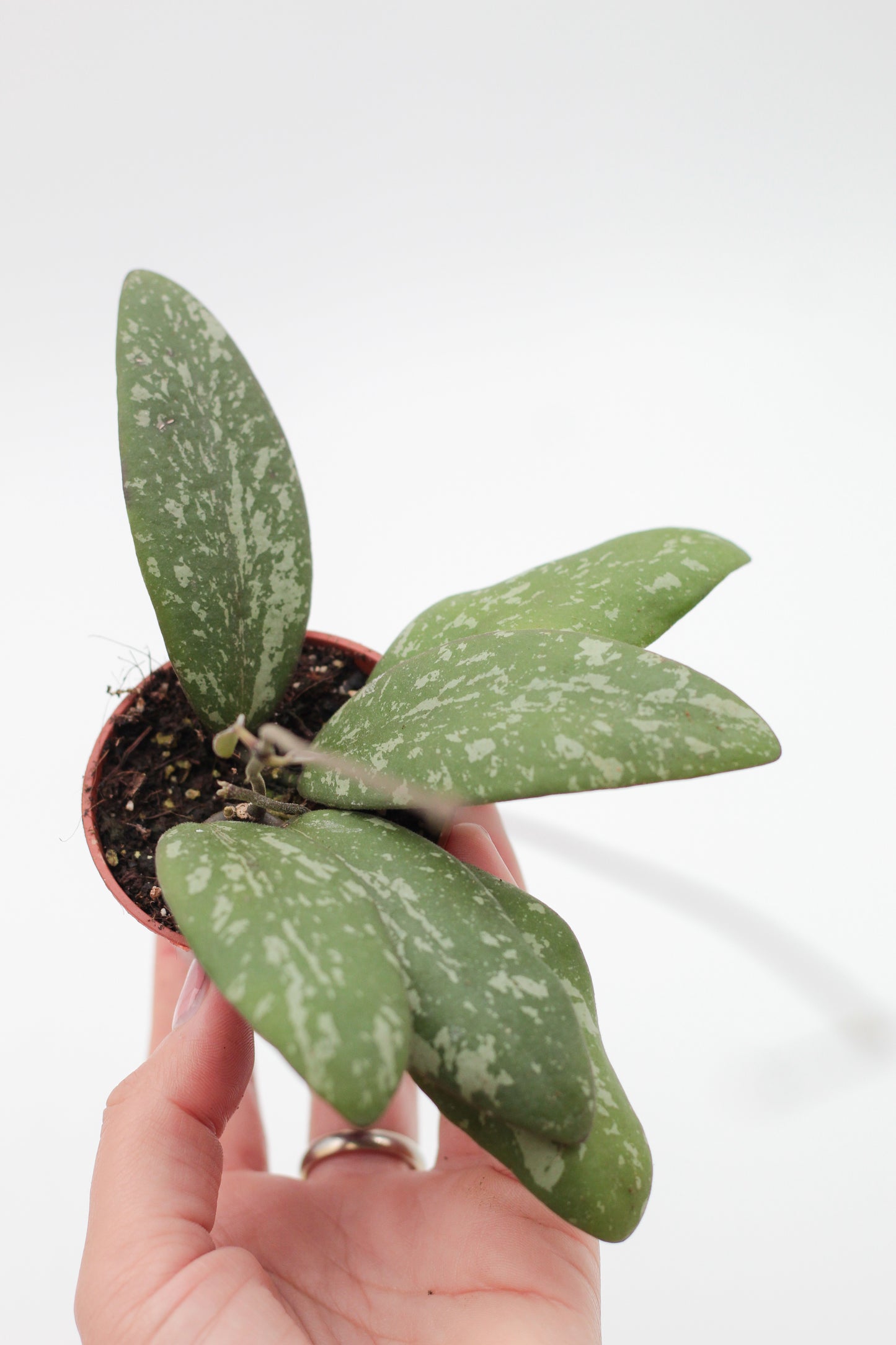 Hoya Sigillatis AH001 (round leaves)