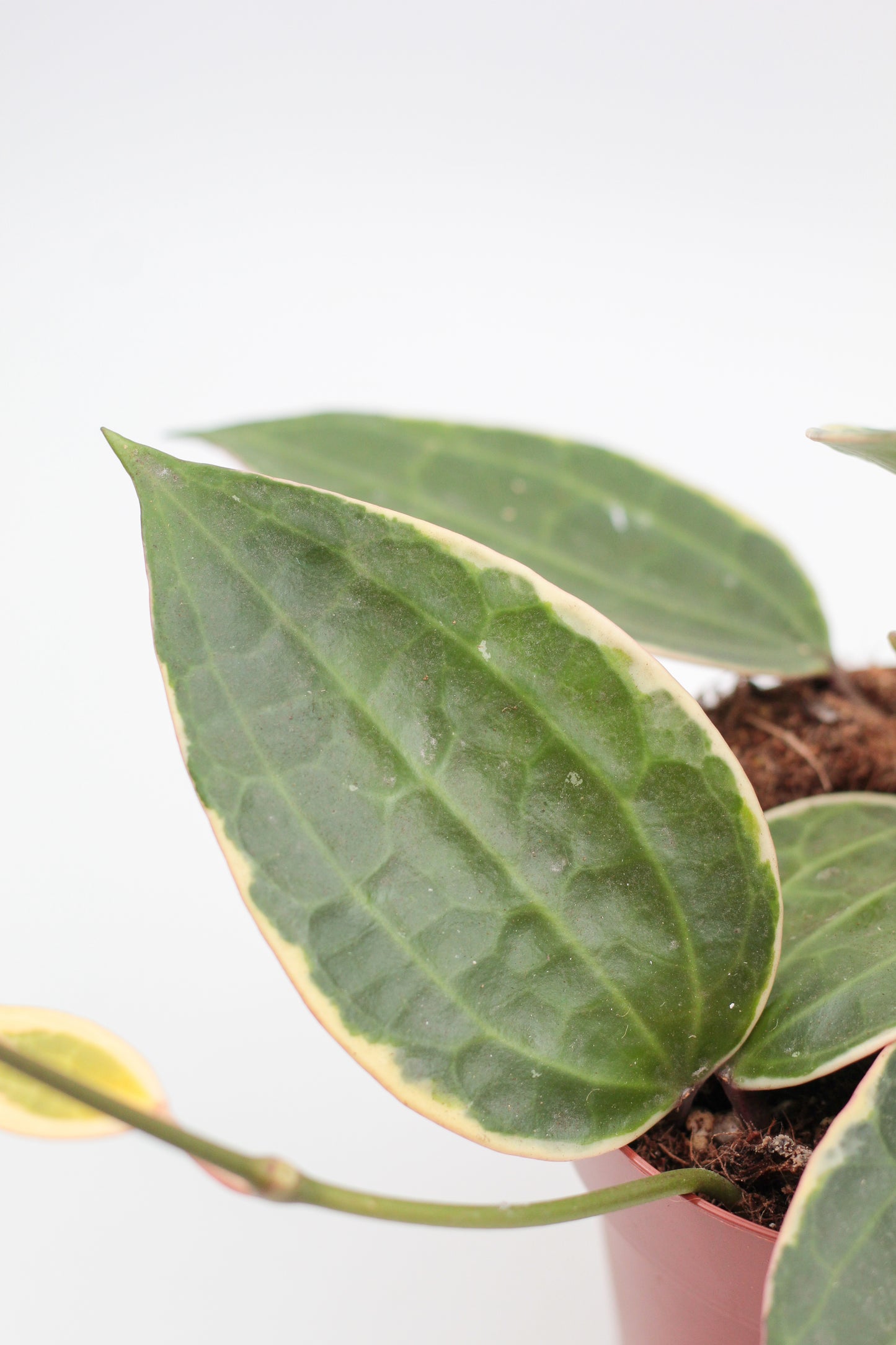 Hoya latifolia 'Albomarginata