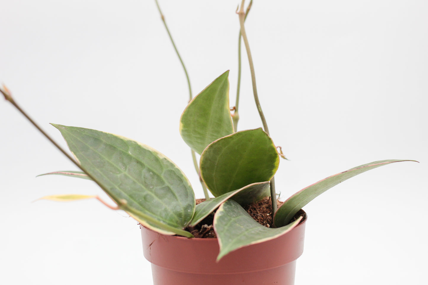 Hoya latifolia 'Albomarginata