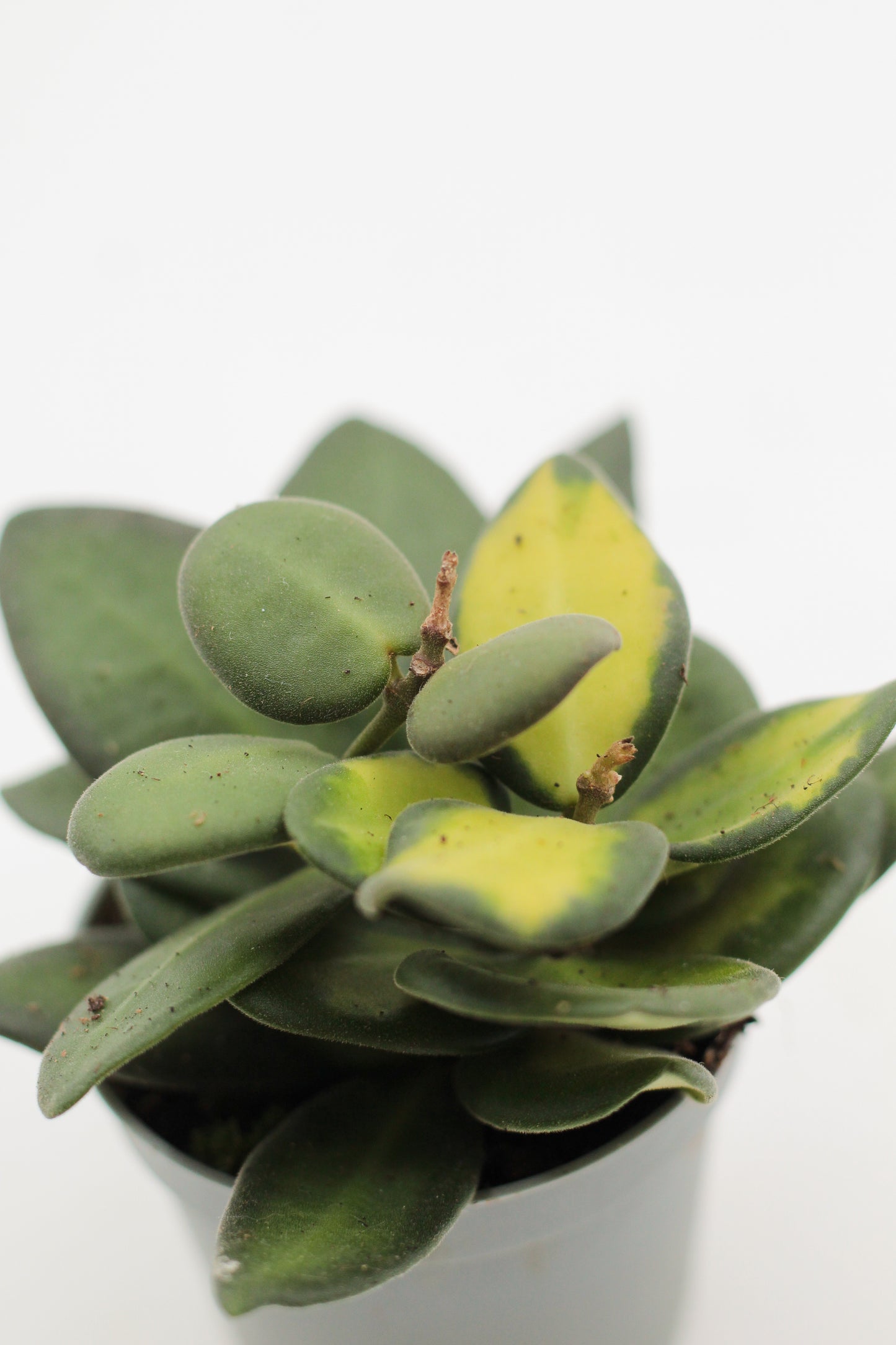 Hoya burtoniae variegata