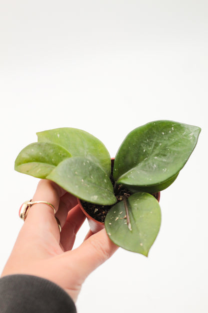 Hoya carnosa Freckled Splash