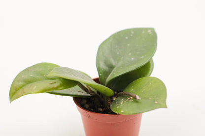 Hoya carnosa Freckled Splash