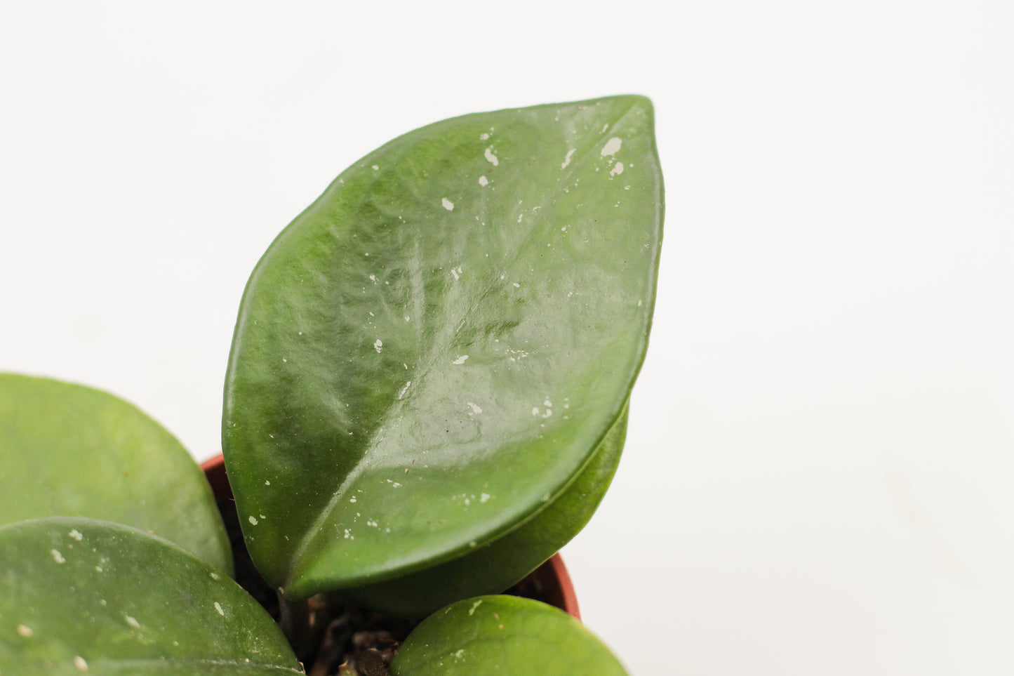 Hoya carnosa Freckled Splash