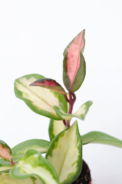 Hoya carnosa Tricolor