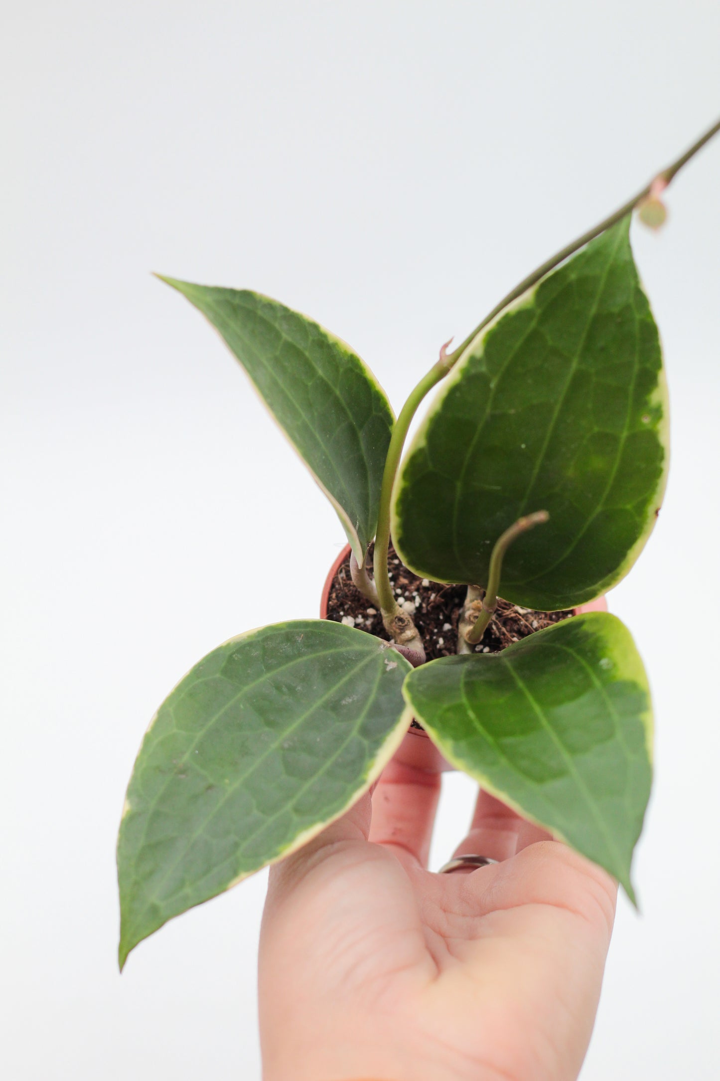 Hoya latifolia 'Albomarginata