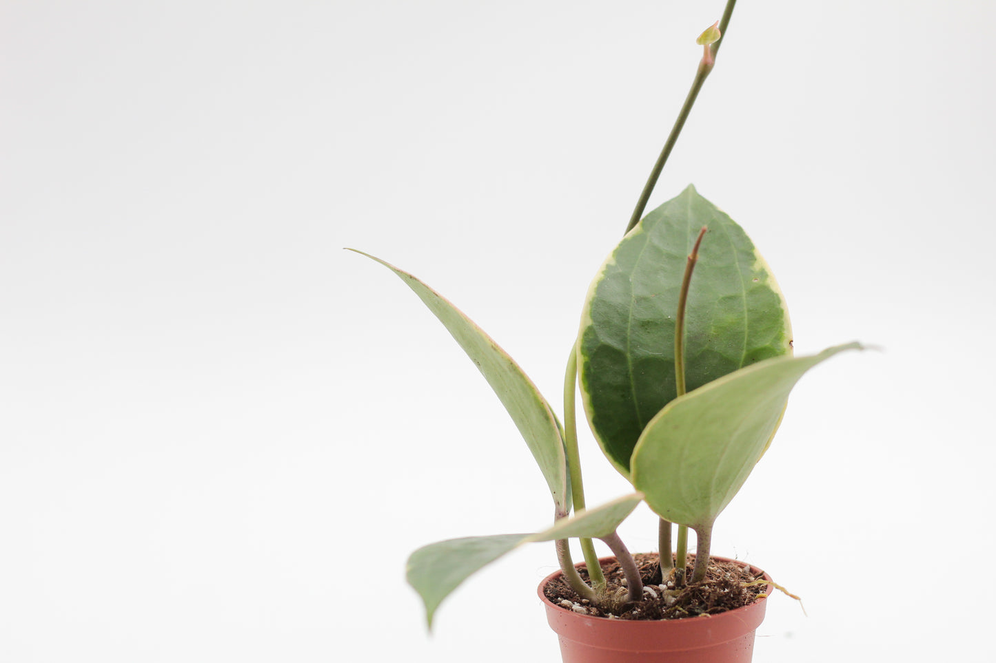 Hoya latifolia 'Albomarginata