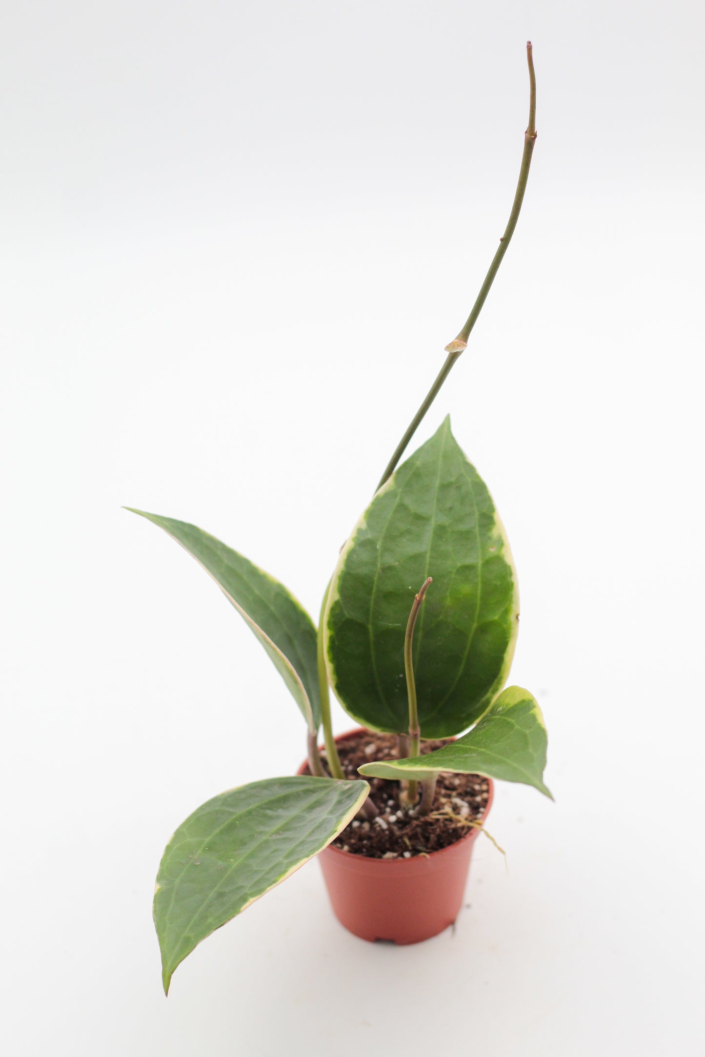 Hoya latifolia 'Albomarginata