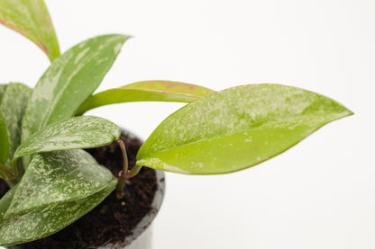 Hoya pubicalyx 'Silver Spot'