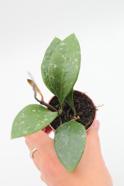 Hoya rundumensis Splash