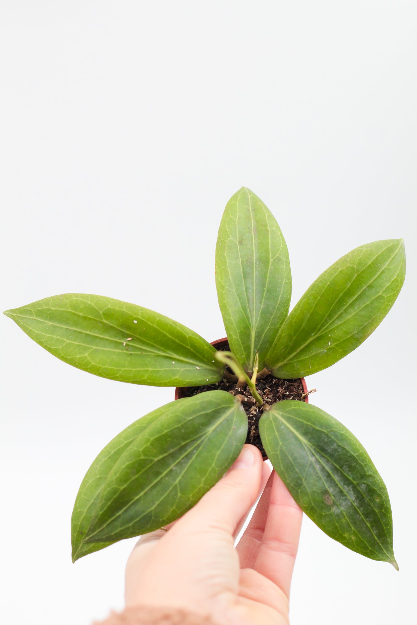 Hoya soligamiana