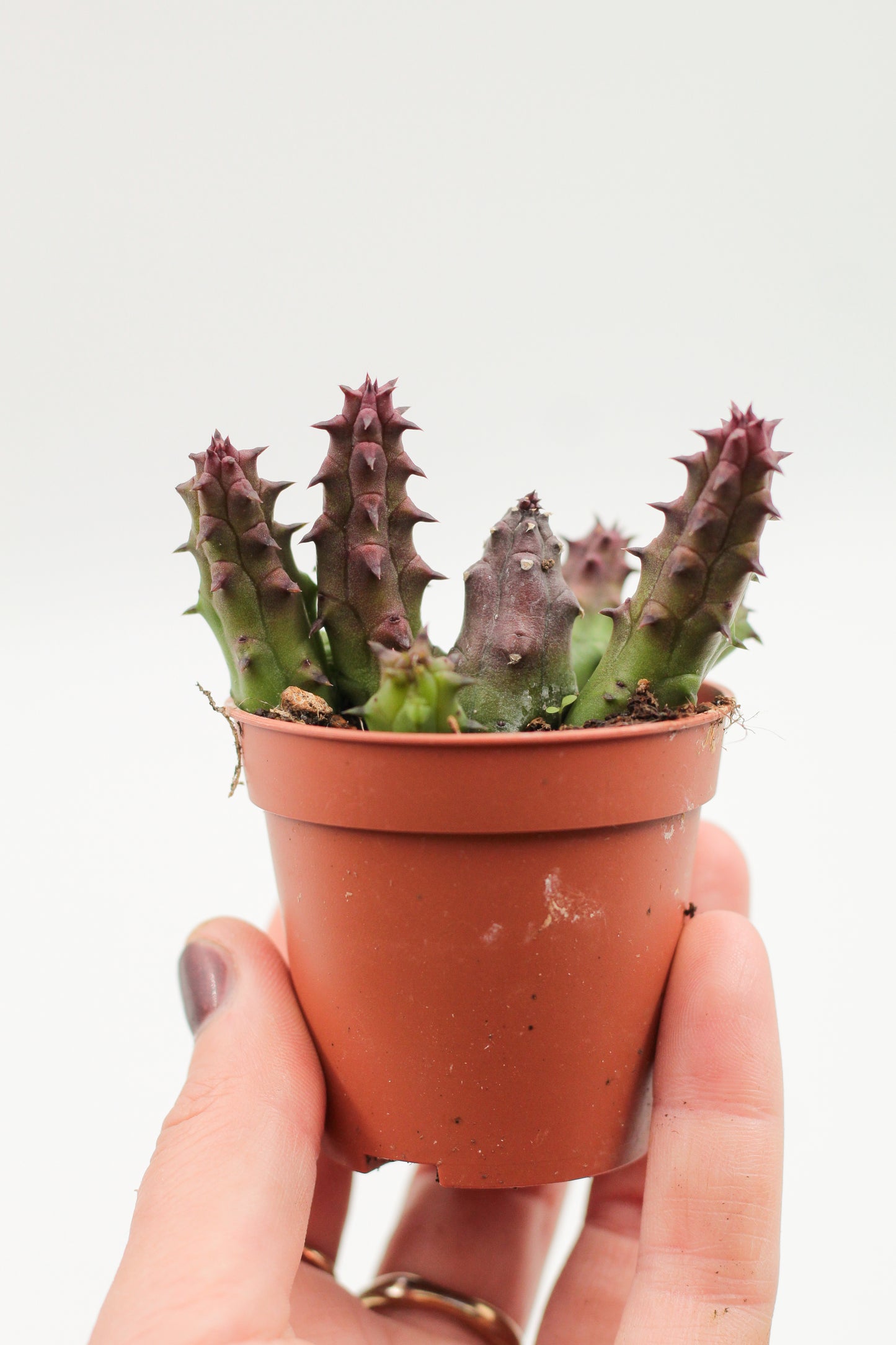 Huernia Boleana