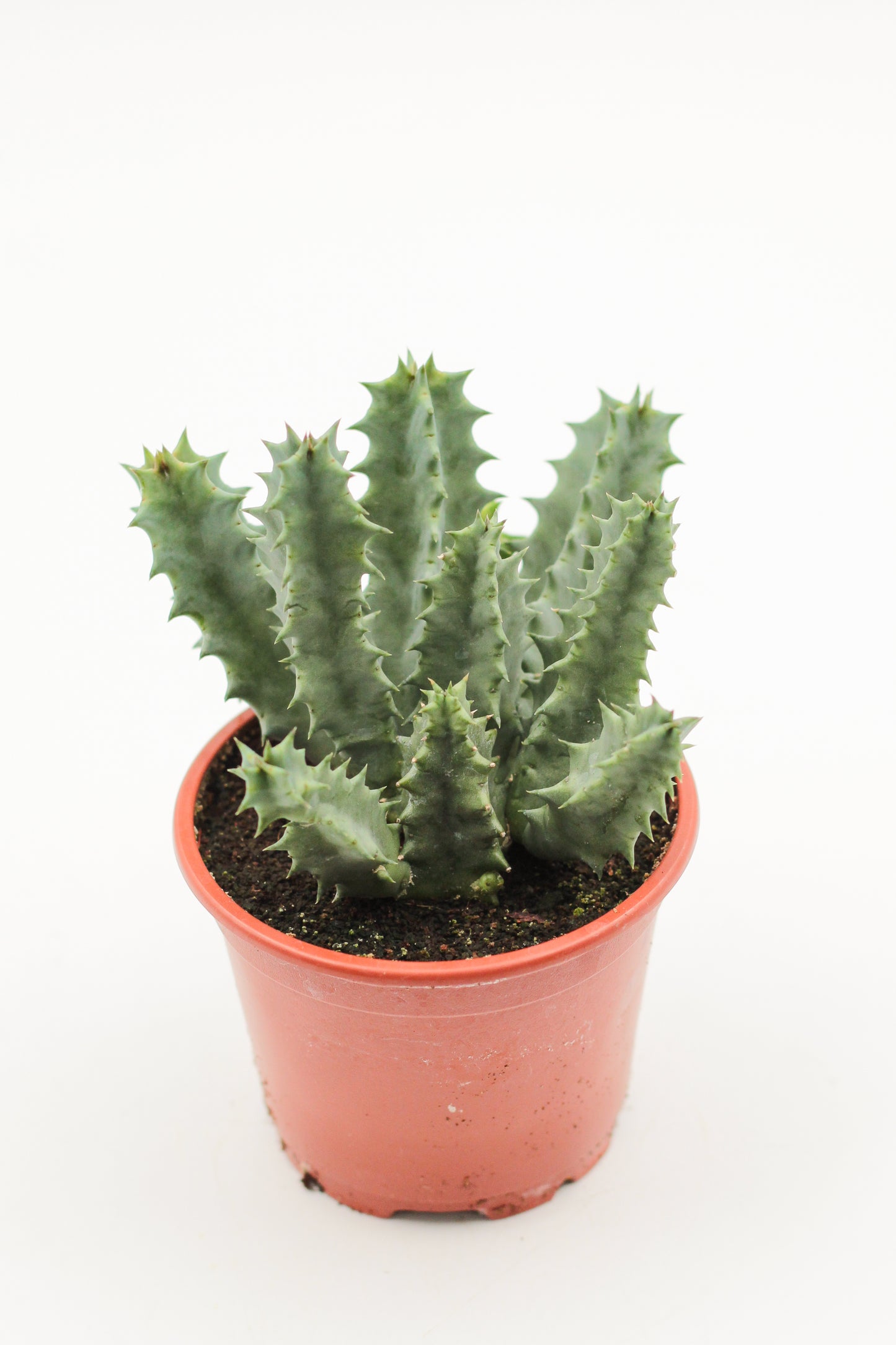 Huernia barbata