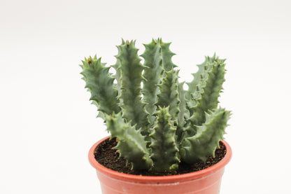 Huernia barbata