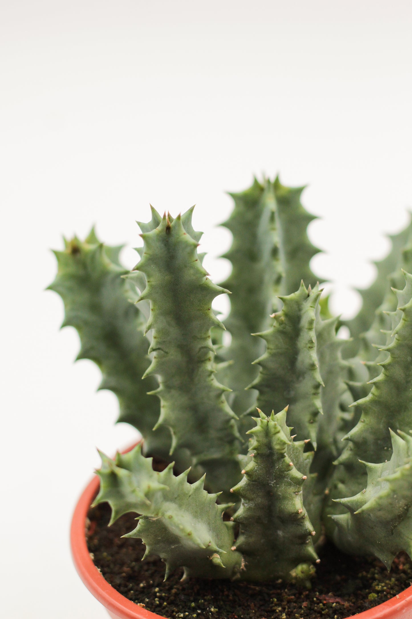 Huernia barbata