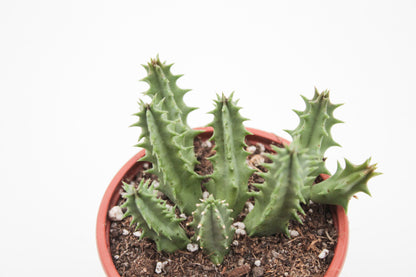 Huernia cv. Pink Eye