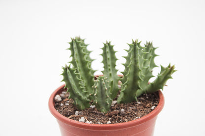 Huernia cv. Pink Eye