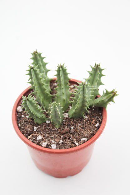 Huernia cv. Pink Eye