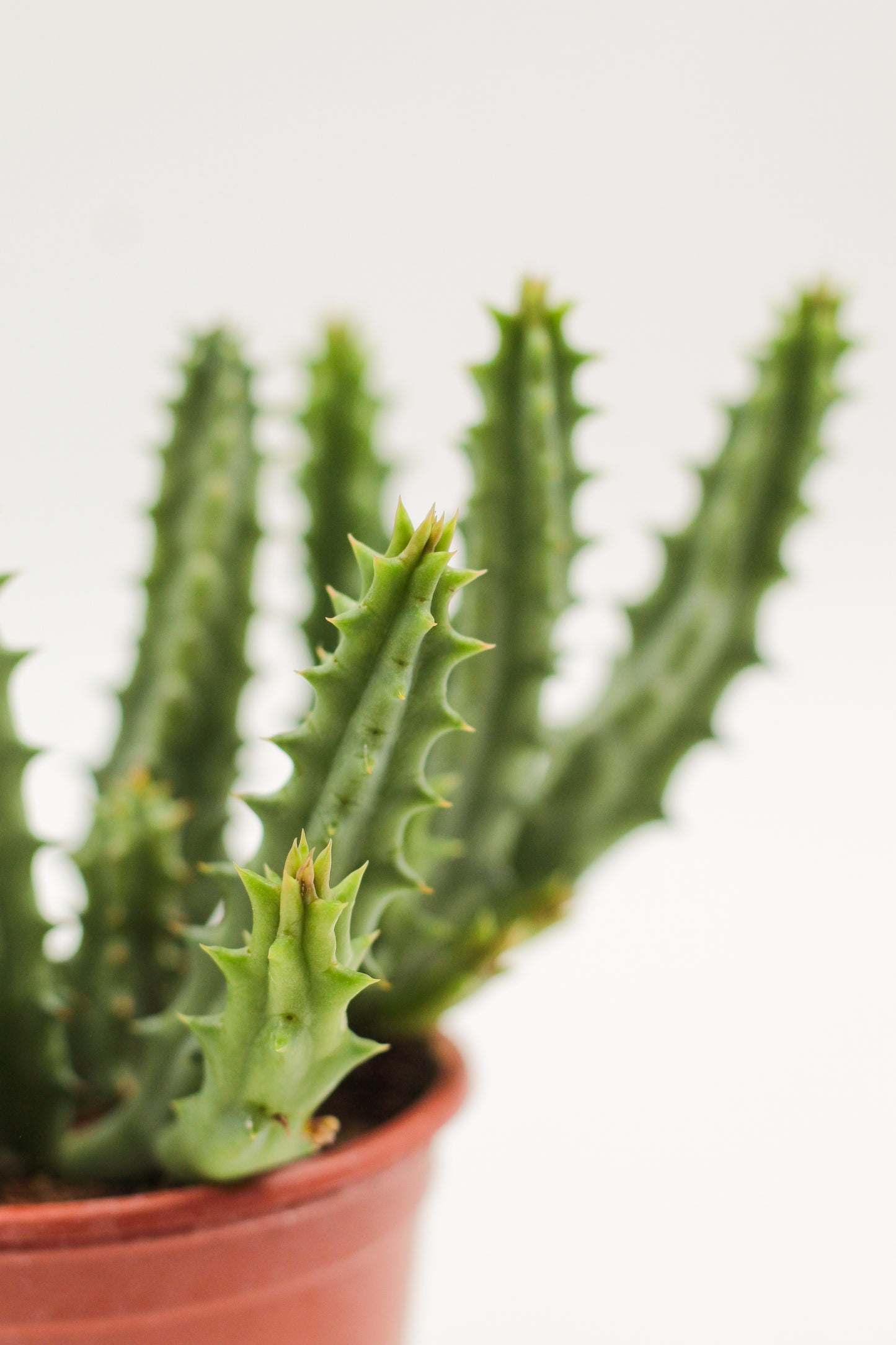 Huernia keniensis