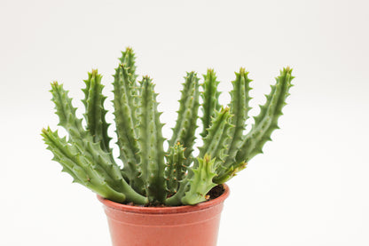 Huernia keniensis