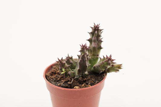 Huernia macrocarpa