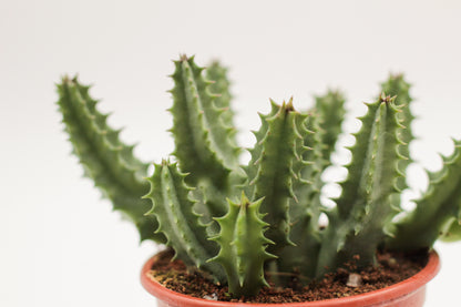 Huernia quinta var. blyderiverensis