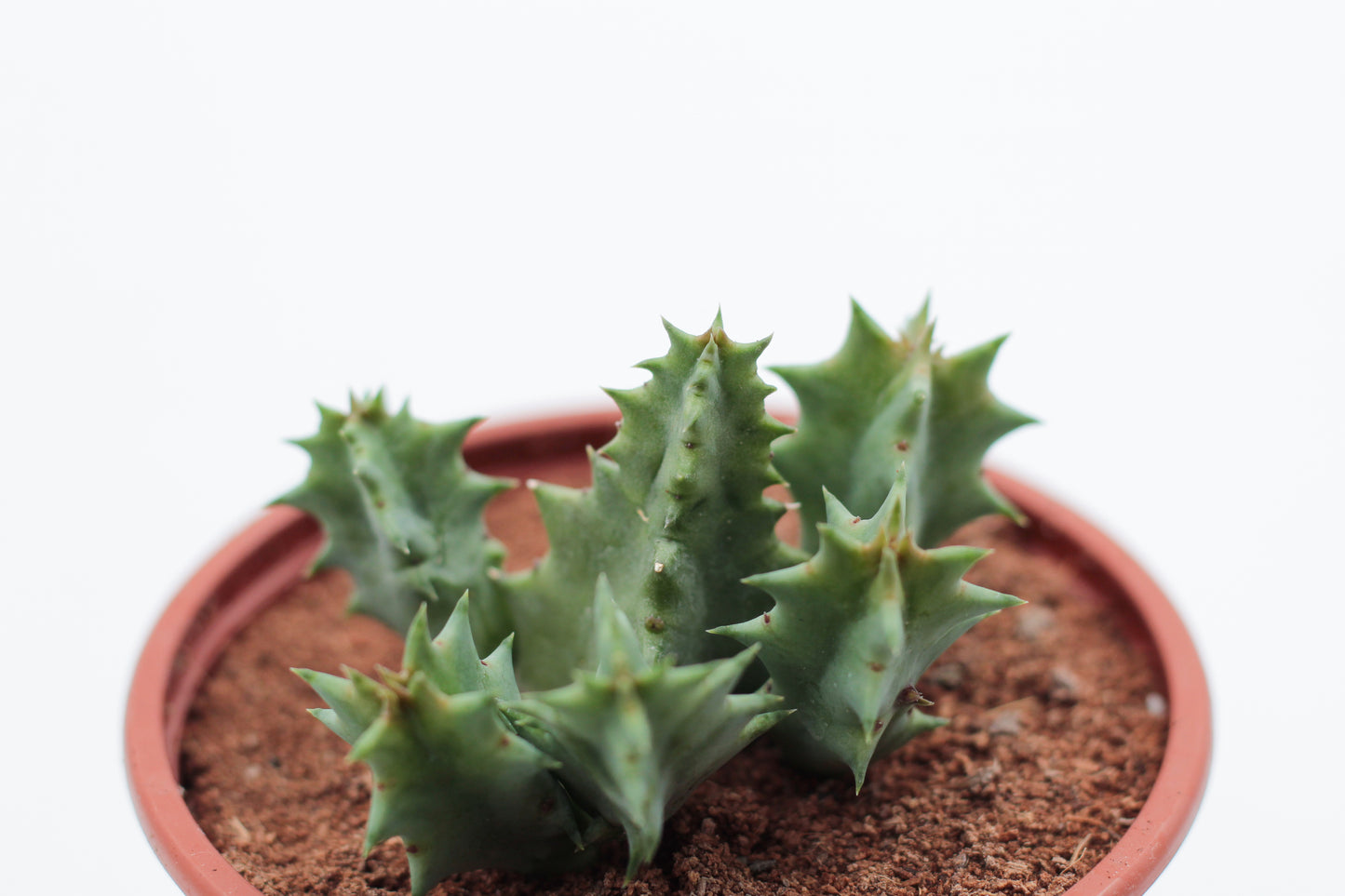 Huernia zebrina subs. Insigniflora