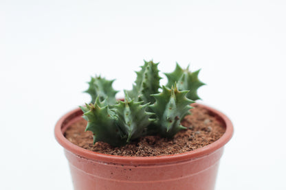 Huernia zebrina subs. Insigniflora