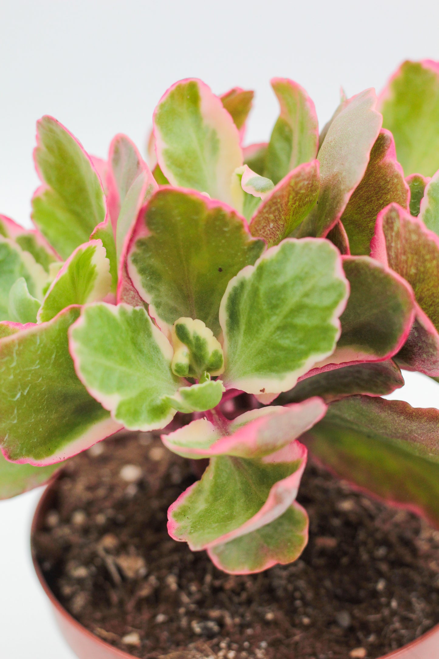 Kalanchoe Fire Rainbow