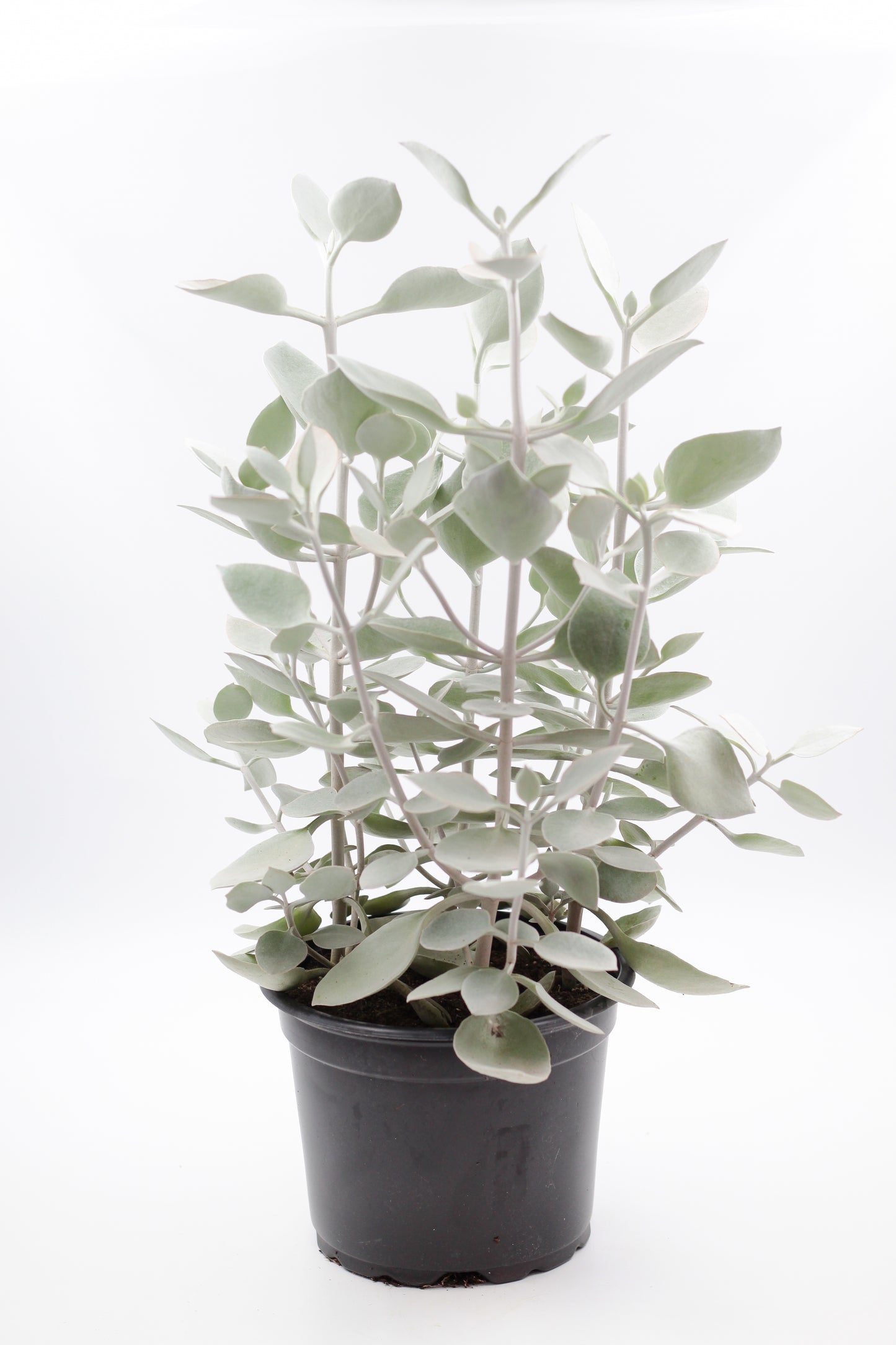 Kalanchoe bracteata "Silver teaspoons"