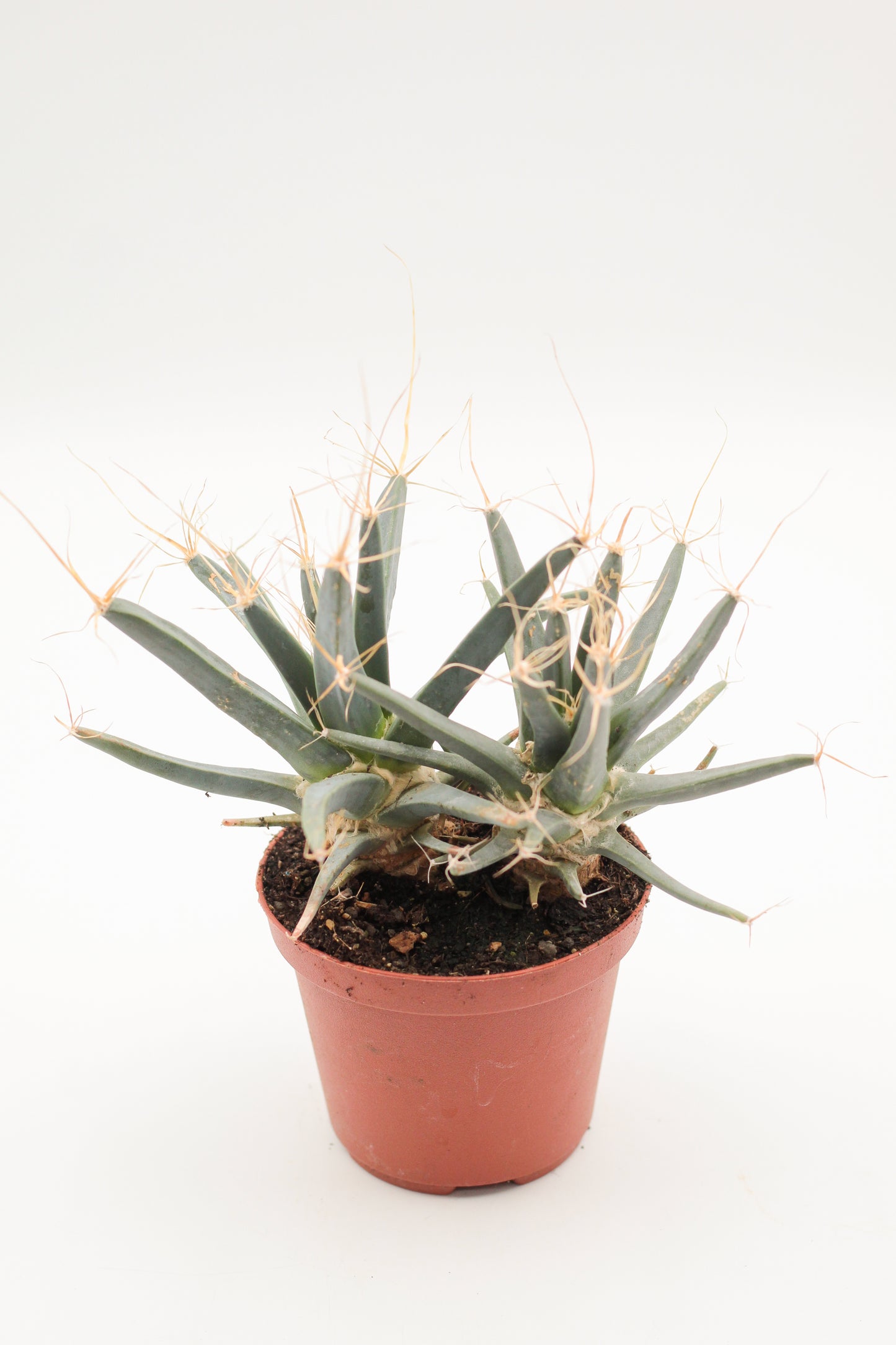 Leuchtenbergia principles