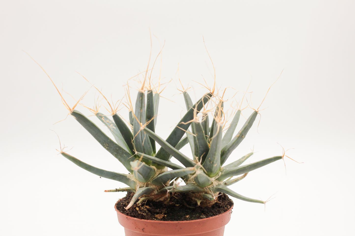 Leuchtenbergia principles