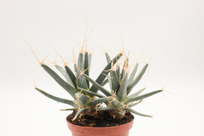 Leuchtenbergia principles