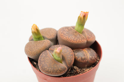 Lithops Aucampiae (grote stenen)