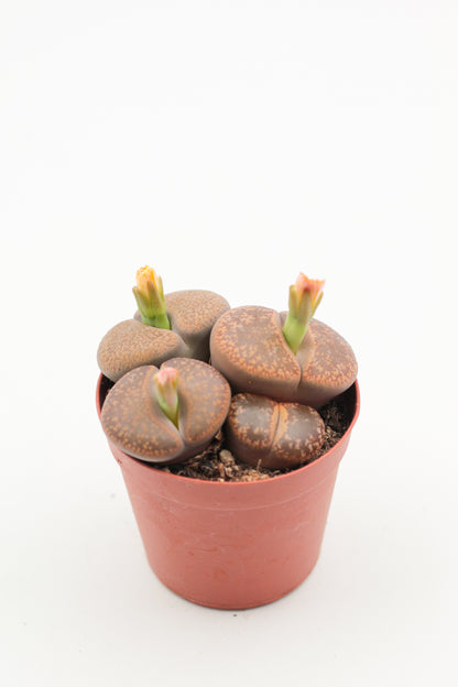 Lithops Aucampiae (grote stenen)