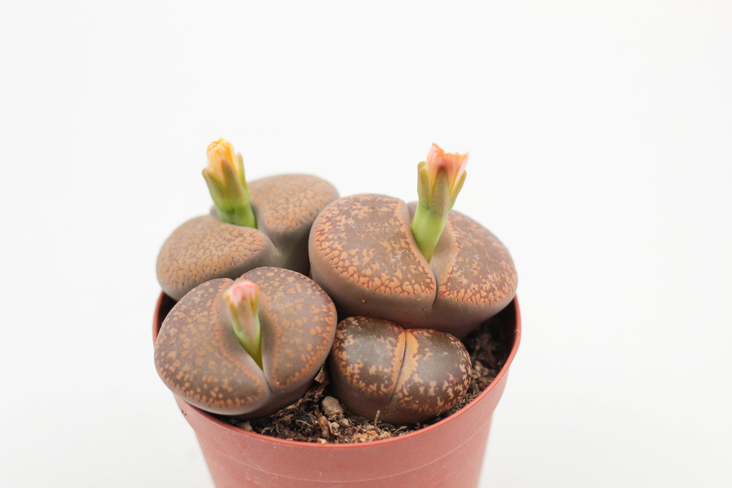 Lithops Aucampiae (grote stenen)