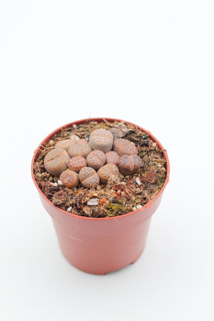 Lithops Bromfieldii