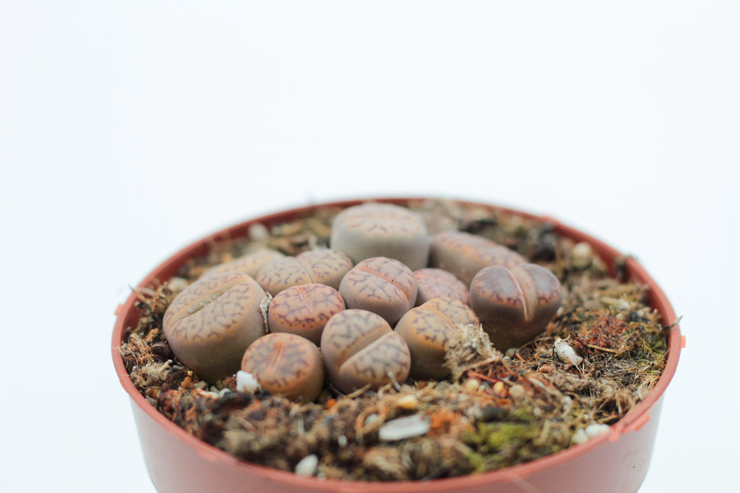 Lithops Bromfieldii