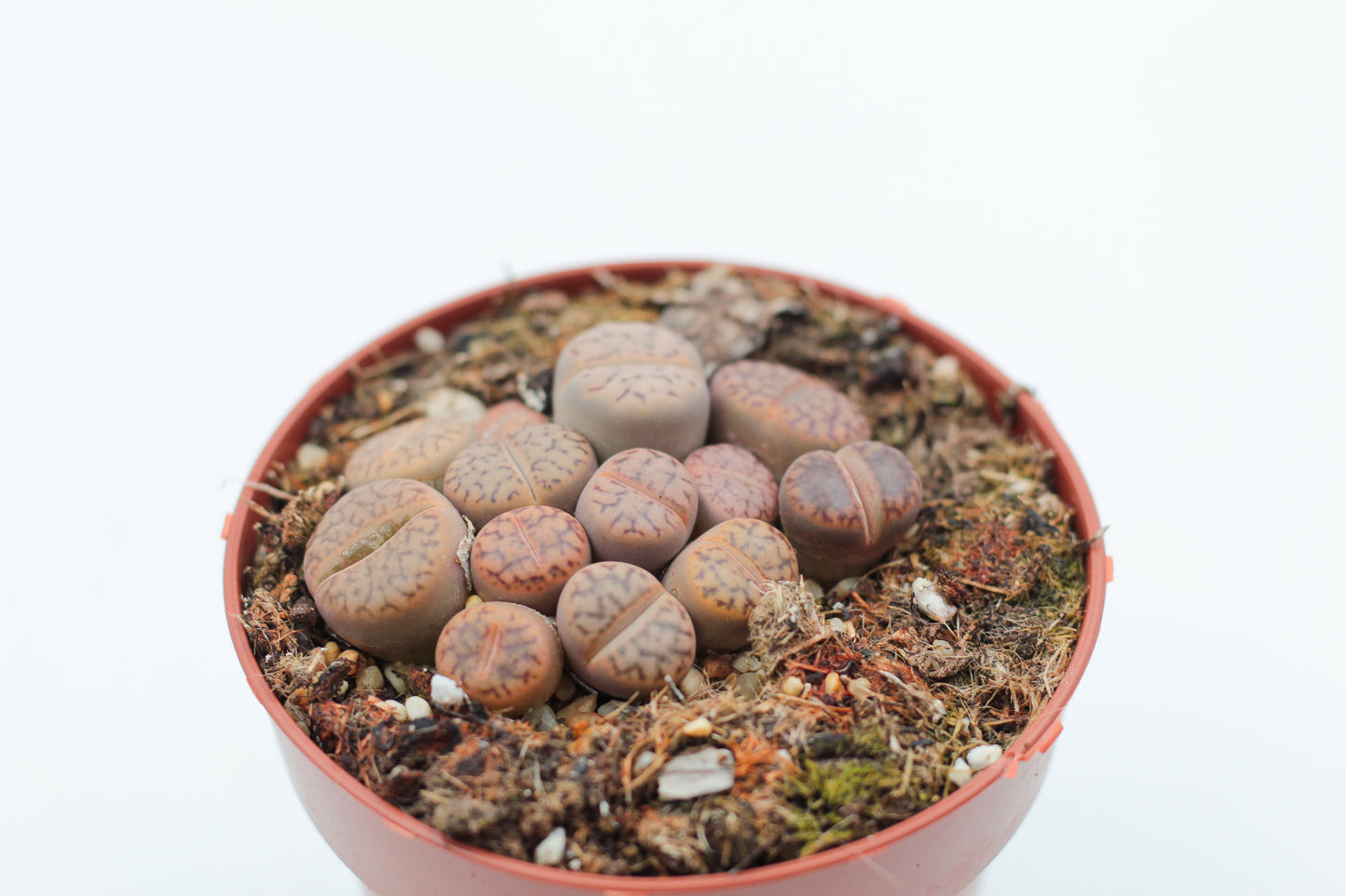 Lithops Bromfieldii