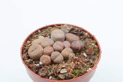 Lithops Bromfieldii