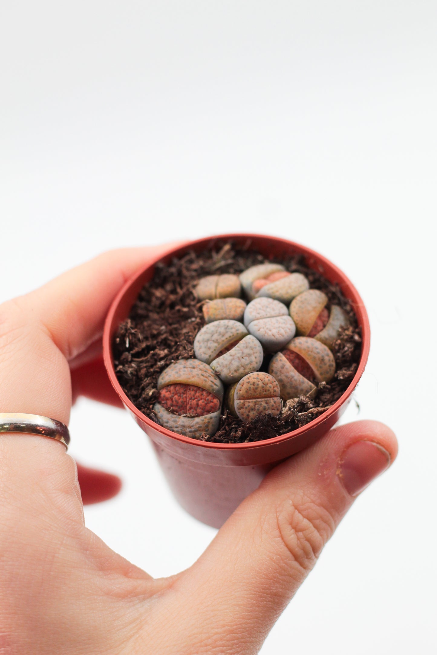 Lithops Fulviceps clusters