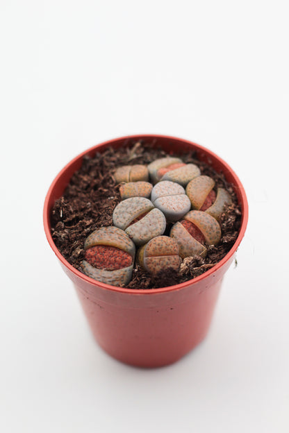 Lithops Fulviceps clusters