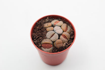 Lithops Fulviceps clusters