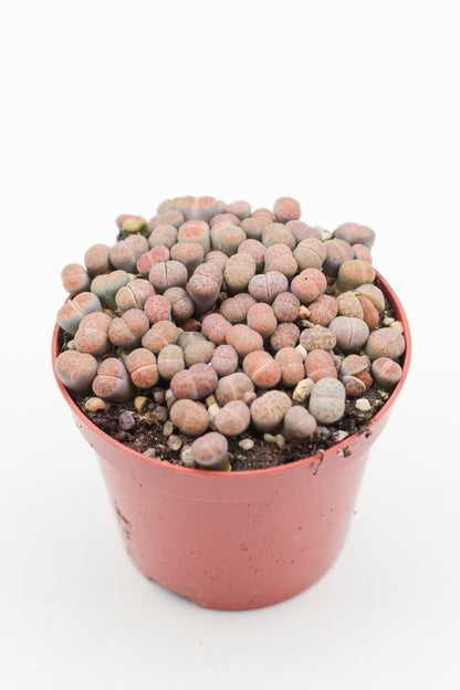 Lithops Fulviceps clusters