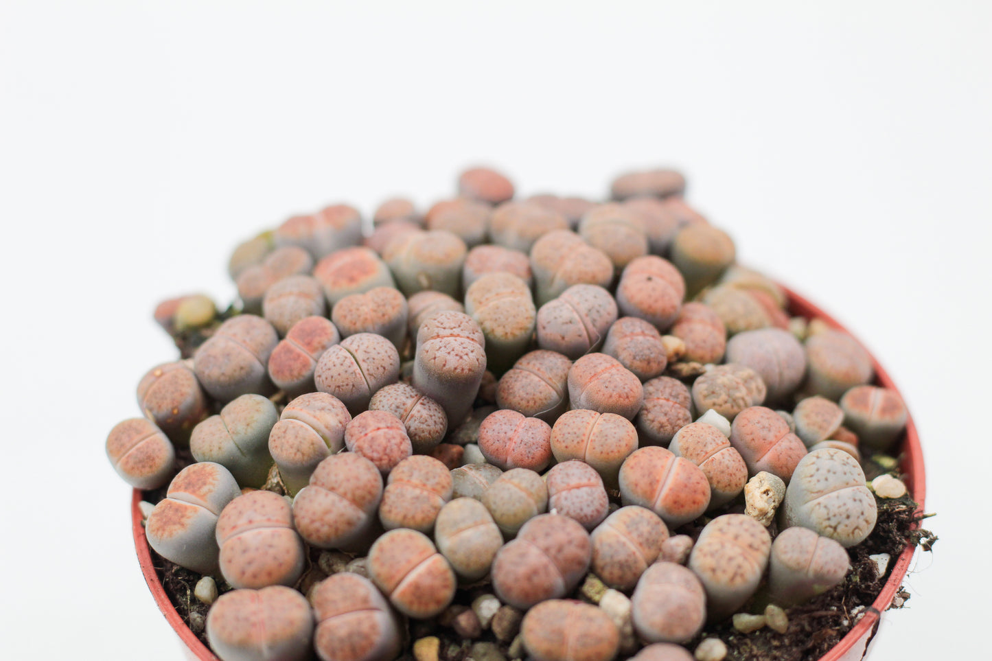 Lithops Fulviceps clusters