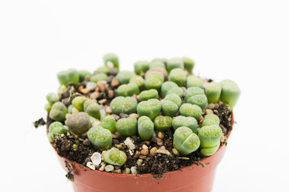 Lithops Jullii var. Fulleri "fullergreen"