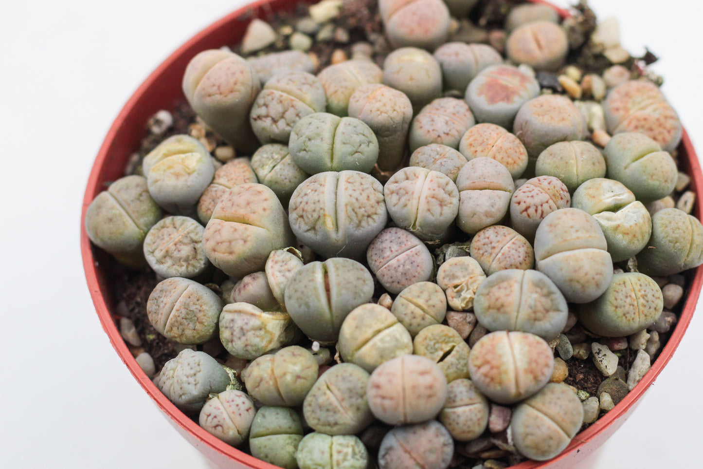 Lithops Karasmontana