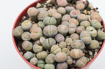 Lithops Karasmontana