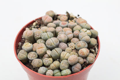 Lithops Karasmontana