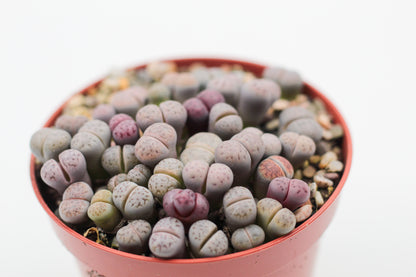 Lithops Karasmontana ssp. eberlanzii 'Purper