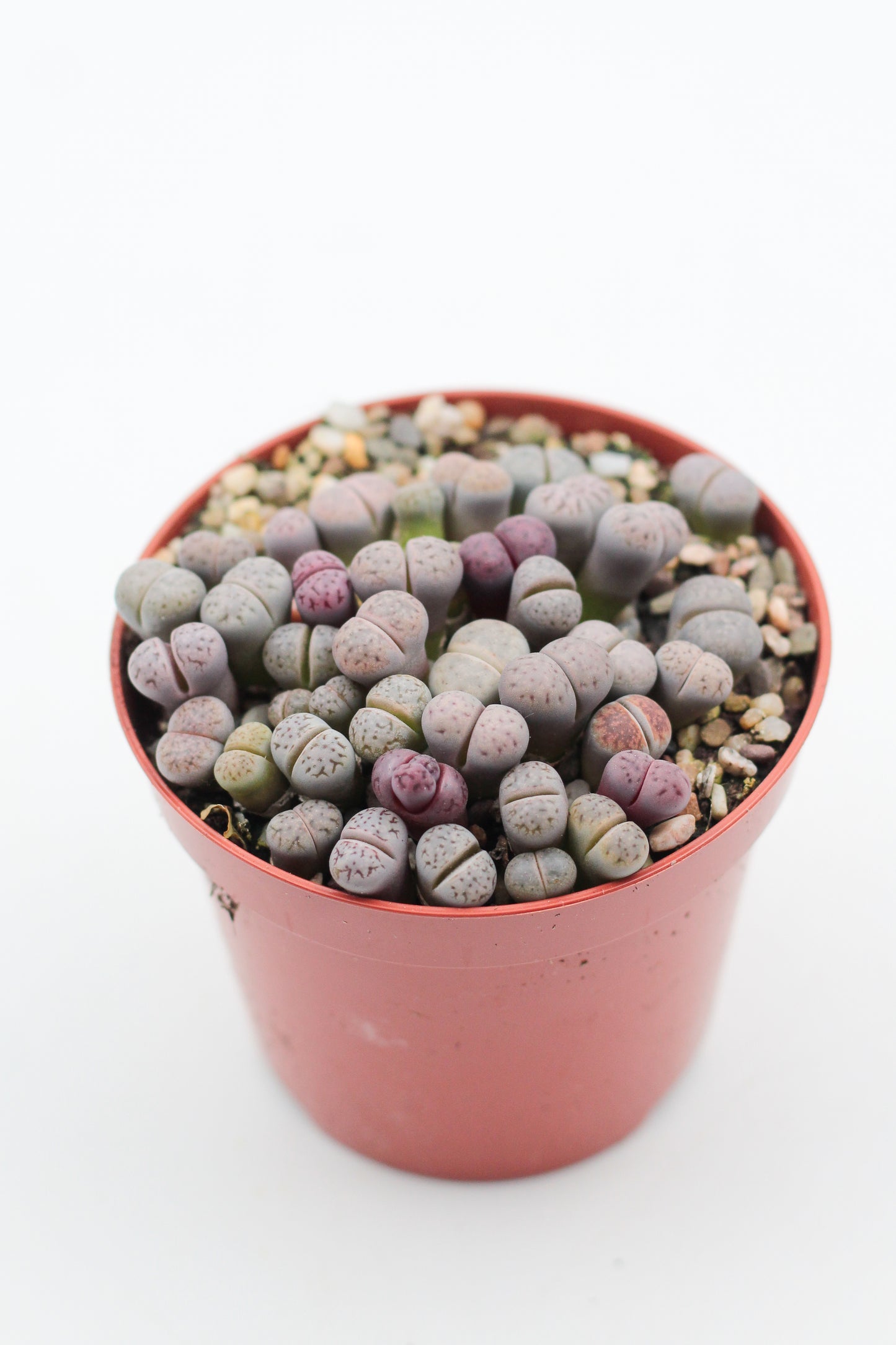 Lithops Karasmontana ssp. eberlanzii 'Purper